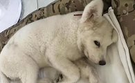 狗狗呕吐拉血是什么情况