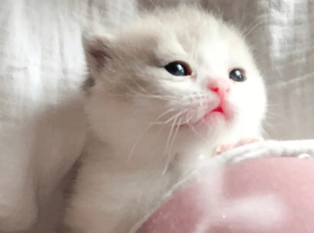 小奶猫会把主人当妈妈吗