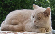 为什么会有不同颜色的猫咪呢