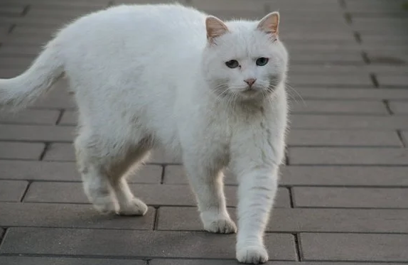 纯白土猫是什么品种