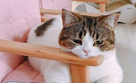 猫咪心情不好是什么原因