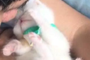 主人亲了一下小奶猫,小猫咪立马翻身回吻 主人亲了一下小奶猫,小猫咪立马翻身回吻