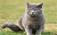 猫咪毛色为什么不好看