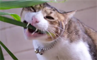 猫咪会磨牙嘛为什么呢