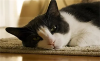猫咪为什么会发出呼呼呼的叫声