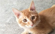 猫咪的声音为什么有点沙哑呢