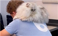 猫为什么喜欢爬肩膀上啊