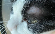 猫咪眉毛为什么会稀疏啊