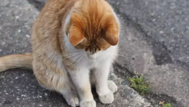 宠物猫被遗弃街头,体重还不到5斤,被带回家半年后胖到压手 宠物猫被遗弃街头,体重还不到5斤,被带回家半年后胖到压手