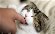 猫咪为什么忽然咬主人啊