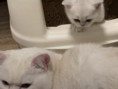 小奶猫终于学会上厕所了，猫爸被迫当台阶擦脚，下一秒萌出血！ 