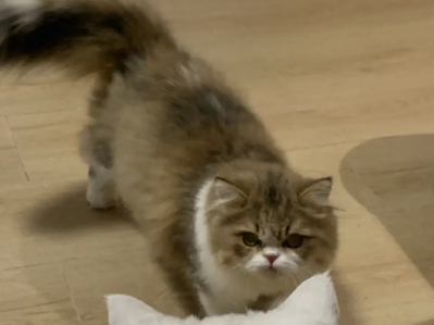 苏格兰高地长毛猫 苏格兰高地长毛猫