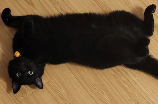 玄猫最大能养多大 玄猫最大能养多大
