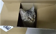猫咪为什么爱钻盒呢