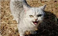 猫咪为什么突然咆哮不止啊