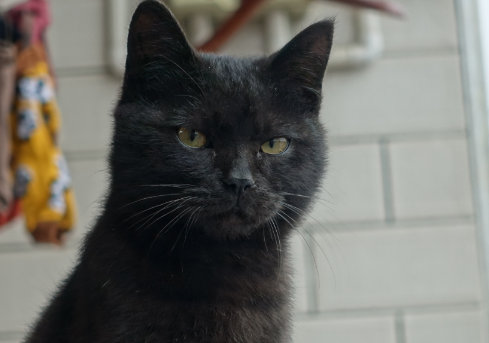 玄猫有什么讲究
