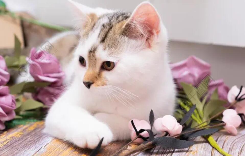 漂亮的小花猫 漂亮的小花猫