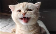 猫咪为什么翘着屁股叫呢