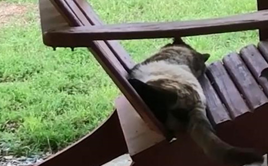 胖猫在木凳上嘚瑟休息，殊不知已经被小鸟盯上，成了建筑材料？ 