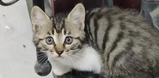 狸花猫流眼泪是怎么回事呢 狸花猫流眼泪是怎么回事呢