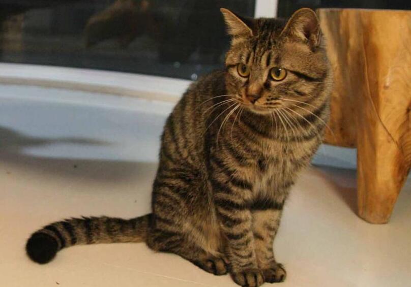  狸花猫被打会记仇吗