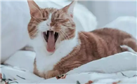 猫咪心跳加速是为什么啊