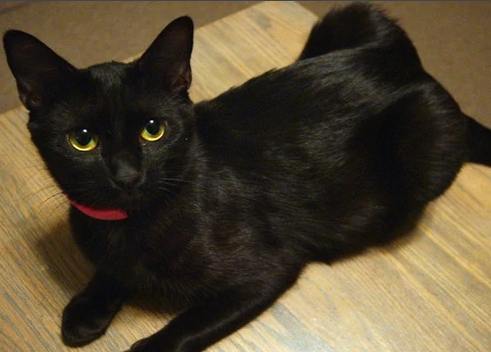 玄猫成年多少斤算正常 玄猫成年多少斤算正常