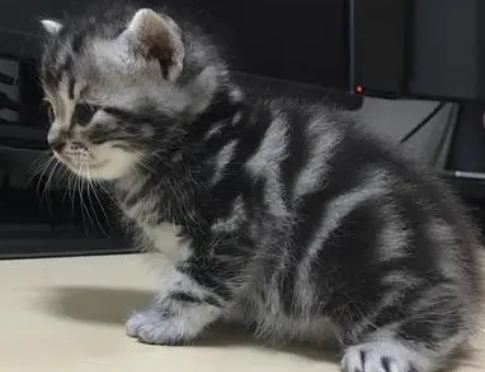 猫咪端午色是什么颜色