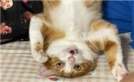 为啥猫会倒着看人呢