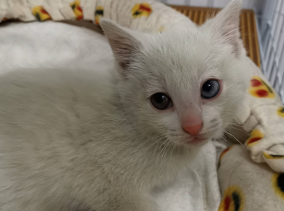 狸花猫国外受热捧，但养得起的外国人并不多
