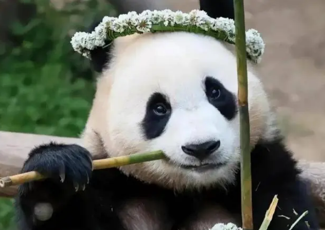网红熊猫有哪些