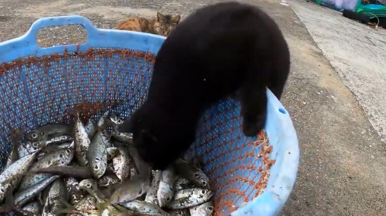 小猫偷了主人的鱼就走，主人：你是年年偷鱼！ 
