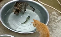 为什么猫咪会遛鱼