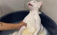 猫咪总拔毛是为什么呢