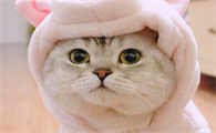 猫咪尾巴为什么要剃毛呢
