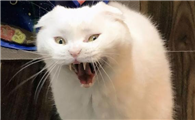 猫咪为什么突然暴走呢