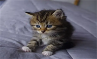 猫为什么会欺负别的猫狗