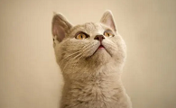 猫咪下载怎么那么慢