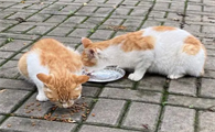 流浪猫会记住喂它的人吗