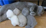 猫咪喂奶为什么呼吸很快啊
