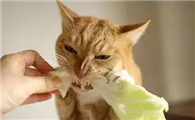 猫咪为什么不能生吃生菜呢