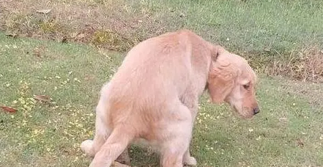 金毛幼犬什么时候开始训练大小便的