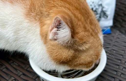 网易严选猫粮怎么样？网易严选猫粮对比评测
