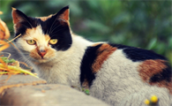 猫咪为什么会离家出去呢