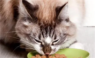 猫咪为什么总吃肉类呢