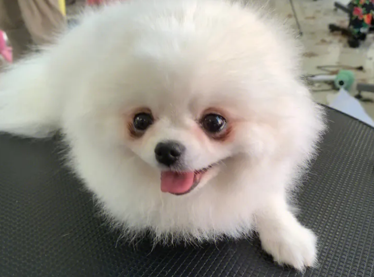 小体博美怎么训练大小便呢