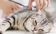 为什么猫咪体温下降