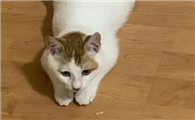 猫咪为什么总是爬在地上呢