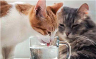 猫咪为什么要早上锻炼喝水啊