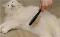 猫咪为什么不喜欢梳毛毛啊